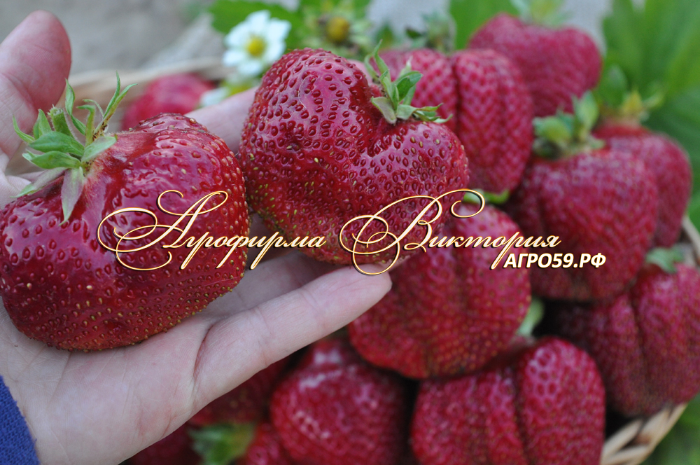 Клубника \